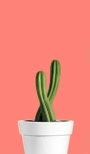 免费信息轰炸机